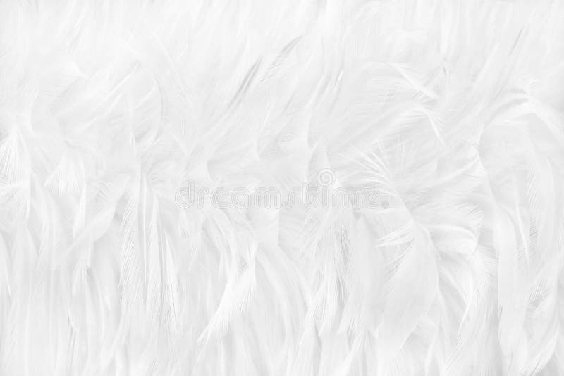 Beautiful white grey bird feathers pattern texture background