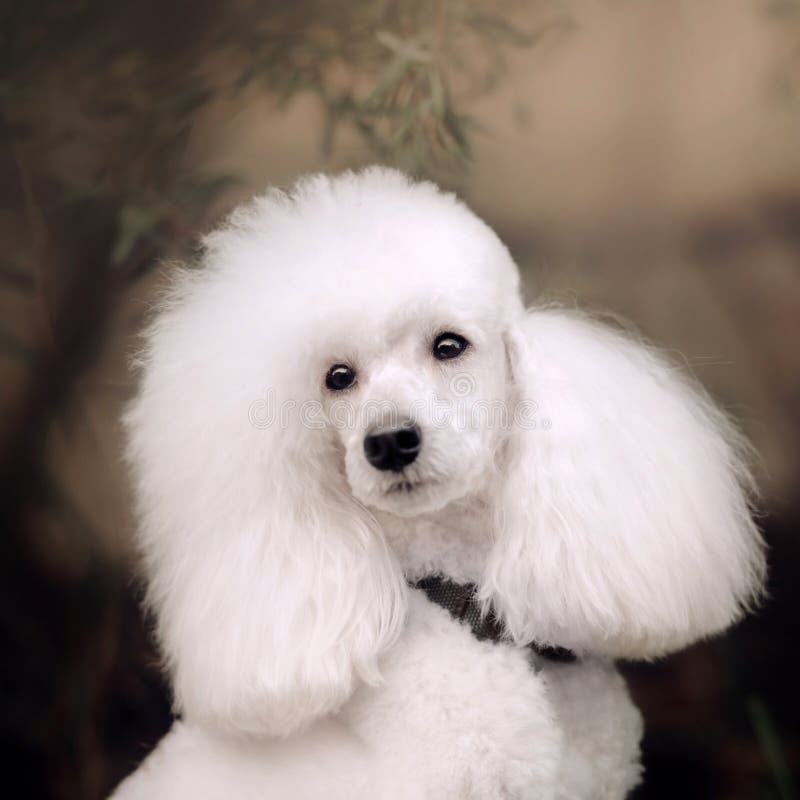 Beautiful white groomed poodle dog portrait outdoors