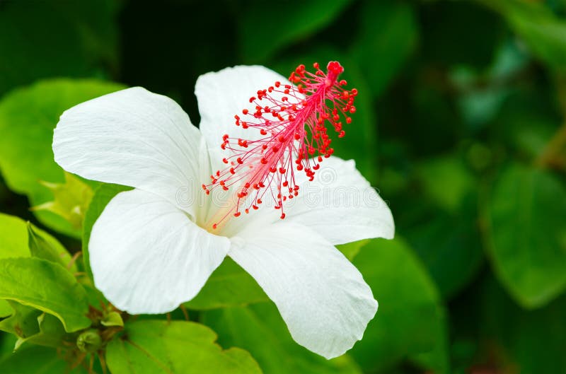Beautiful White Hibiscus Bloom with Red Stamen. Lovely white red hibiscus blooming centered with red stamen and green background stock images Beautiful White Hibiscus Bloom with Red Stamen. Lovely white red hibiscus blooming centered with red stamen and green background stock images