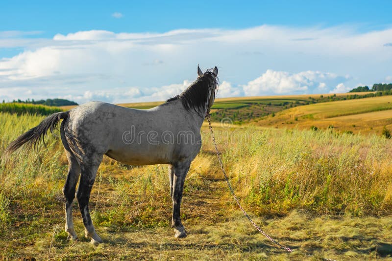 Beautiful White Horse Against Blue Sky with White Clouds Stock Image