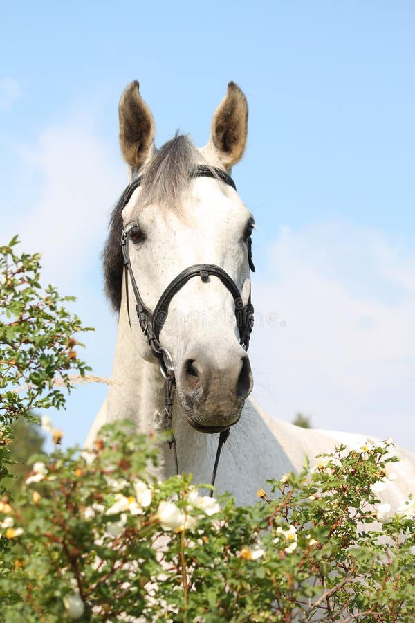 Beautiful white horse portrait in flowers stock photo
