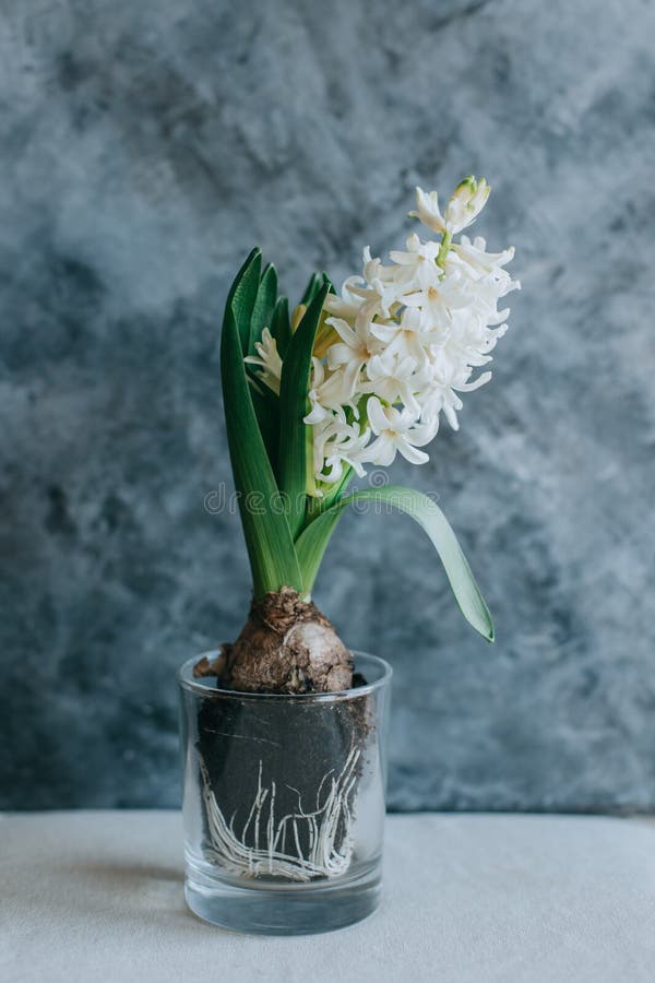 Beautiful White Hyacinth Flower on a Grey Background Stock Photo
