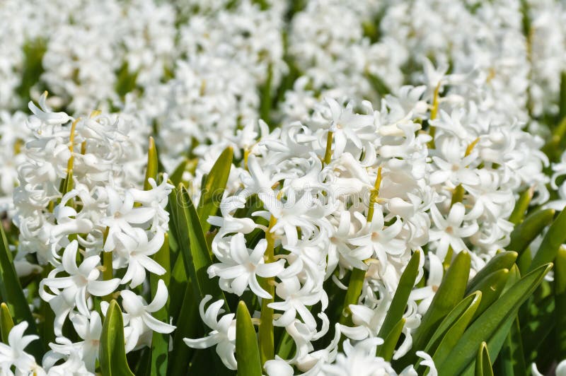 Beautiful white hyacinth flowers