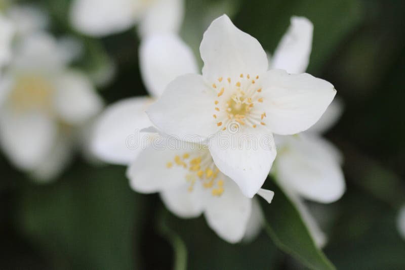 Beautiful white jasmine flower in the garden royalty free stock photography Beautiful white jasmine flower in the garden royalty free stock photography