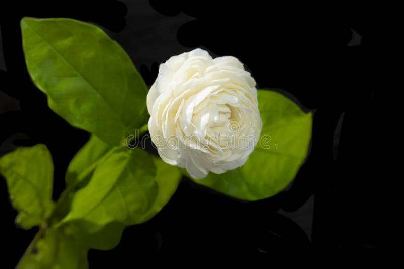 Beautiful white jasmine flower in the pot on black background. Top view on copy space background stock photos