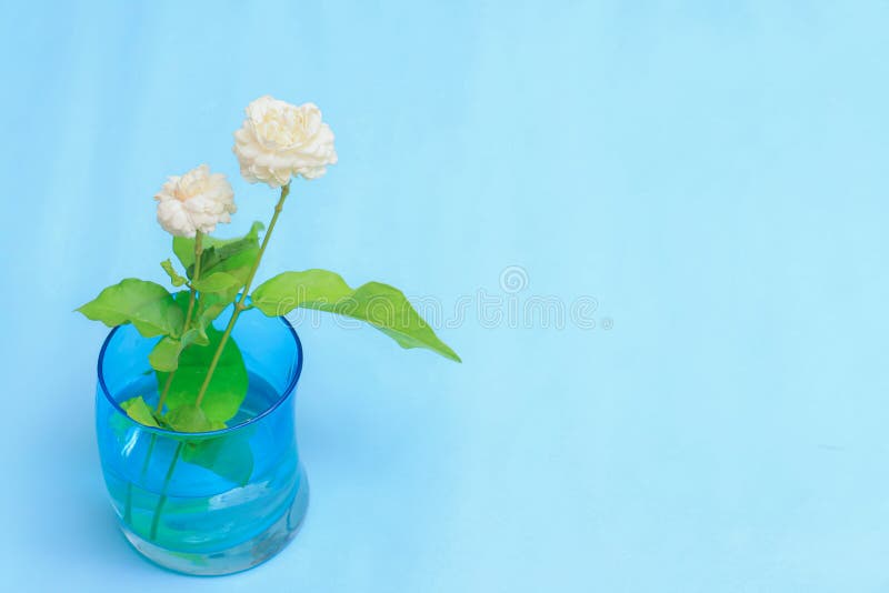 Beautiful white jasmine flowers on blue background. There is space for adding text stock photography