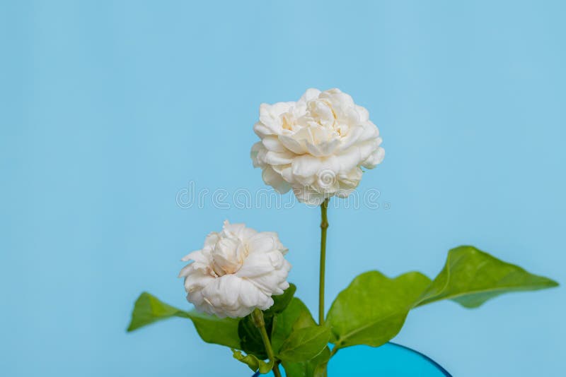 Beautiful white jasmine flowers on blue background. There is space for adding text stock photo