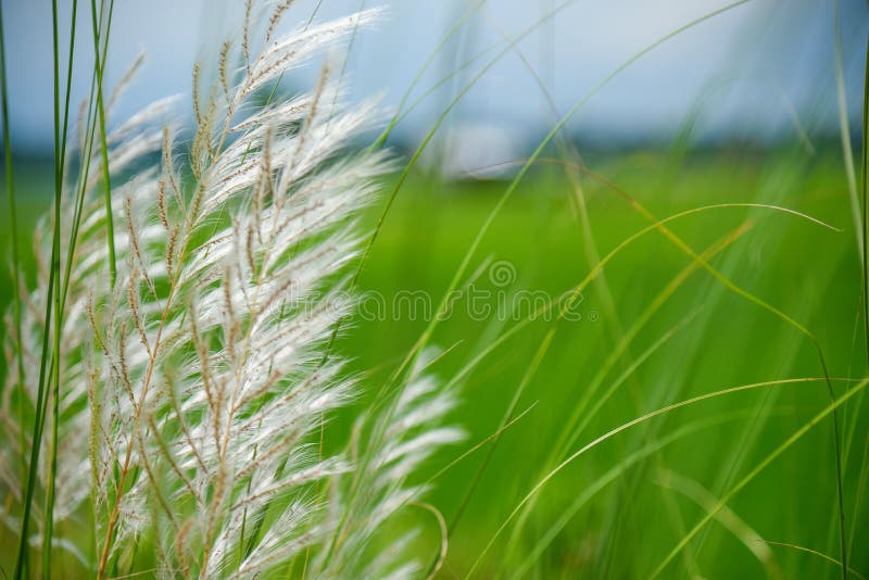 Beautiful White Kash or Kans Grass in India West Bengal beside Agricultural  Farm Land Field in Durga Puja Festival Time with Blue Stock Photo - Image  of flower, clouds: 196073398