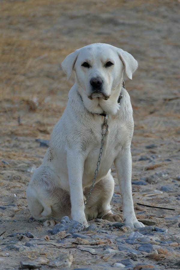 What Are White Labradors Called