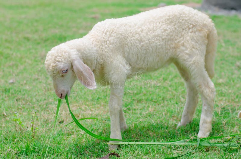 Improve Feed Efficiency For Pig/chicken/duck And Ruminate Animals - Buy Improve
