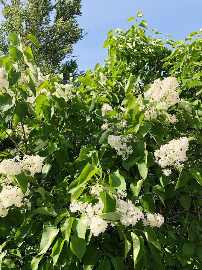 Beautiful White Lilac Tree in the Park View Stock Image Image of lilac, white 149797133