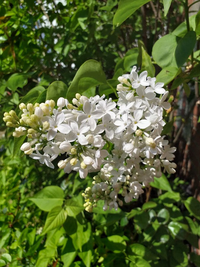 434 White Lilas Stock Photos - Free & Royalty-Free Stock Photos from ...