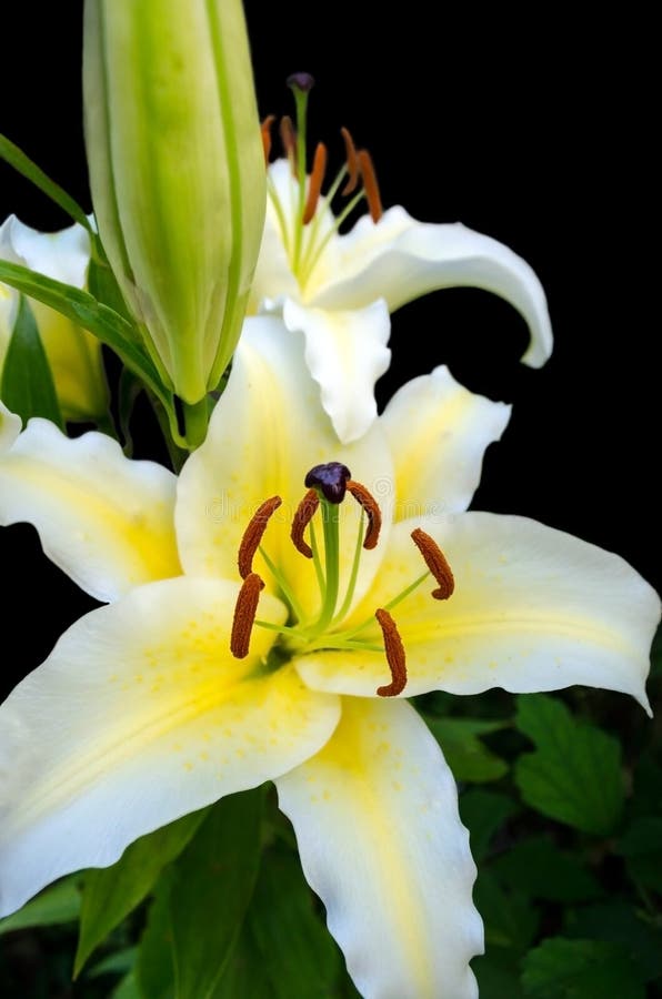 Beautiful White Lily Flowers Stock Photo Image of comfort, vivid