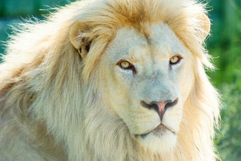 Beautiful white lion stock photo. Image of lion, beautiful - 150883488
