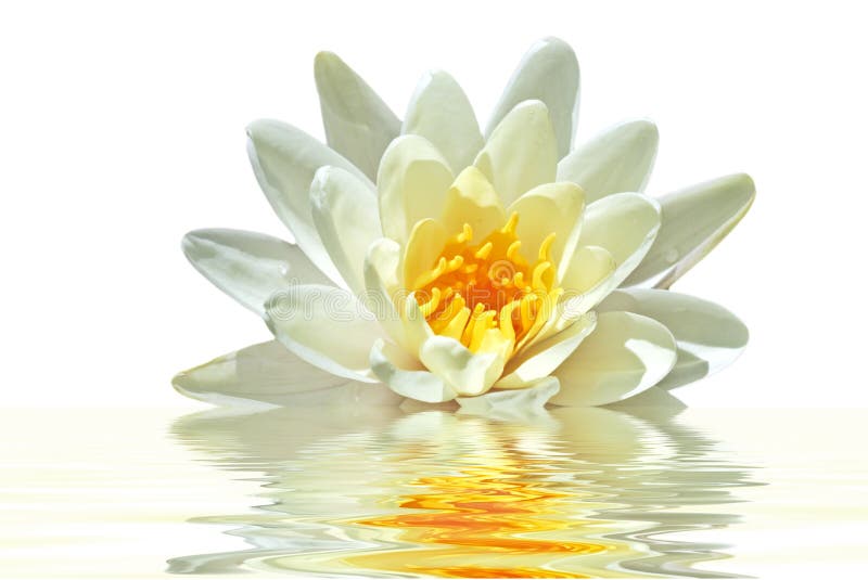 Beautiful white lotus flower in water