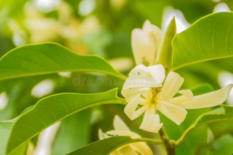 328 Sandalwood Flower White Background Photos Free Royalty Free Stock Photos From Dreamstime
