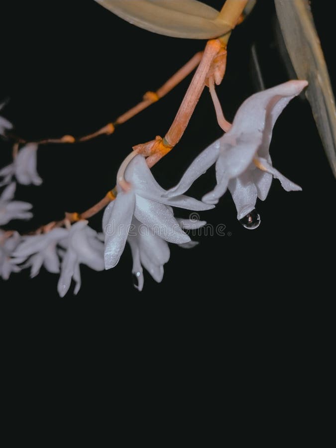 Beautiful White Orchid Flower Night Aesthetic Tree Beautiful Rain Stock