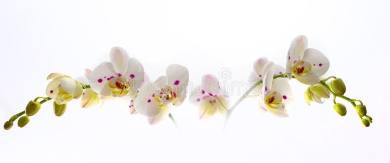 Beautiful White Orchid Flower over White Background