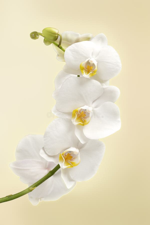 Real Blue Orchid Arrangement Centerpiece Isolated on White Stock Image