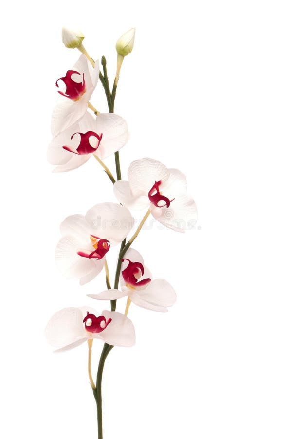 Beautiful white orchid isolated on white