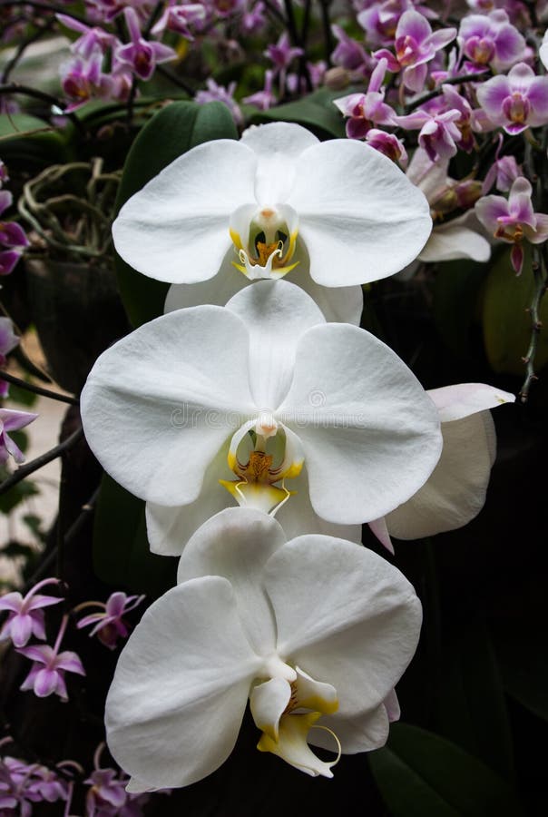 Beautiful White Orchids in a Garden. Stock Photo - Image of color ...