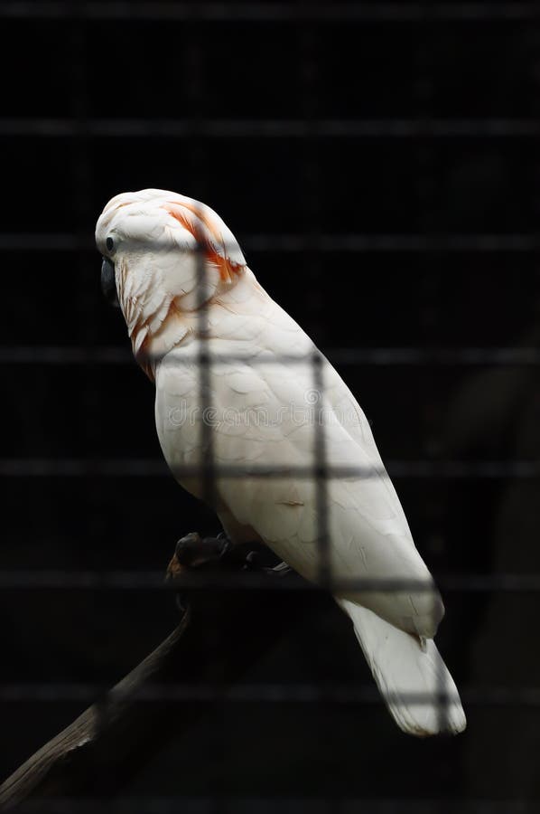 Beautiful white parrot in the cage stock images