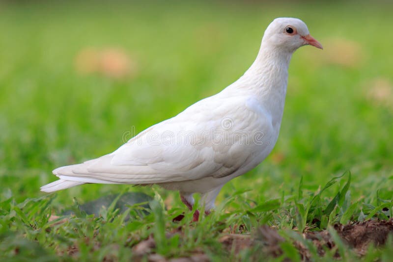 Beautiful white pigeon stock image. Image of beautiful 2642255