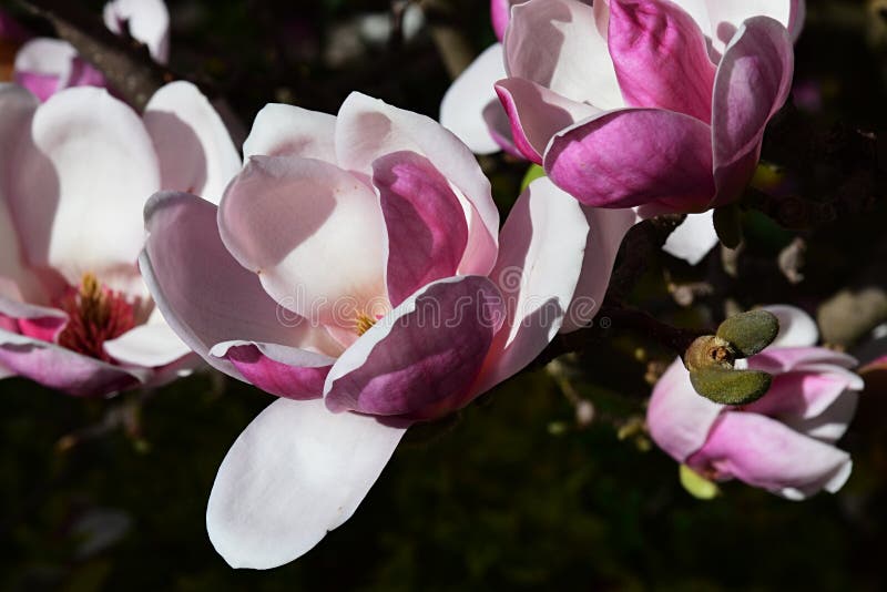 Beautiful white and pink Magnolia Soulangeana flowers in full bloom during spring season.