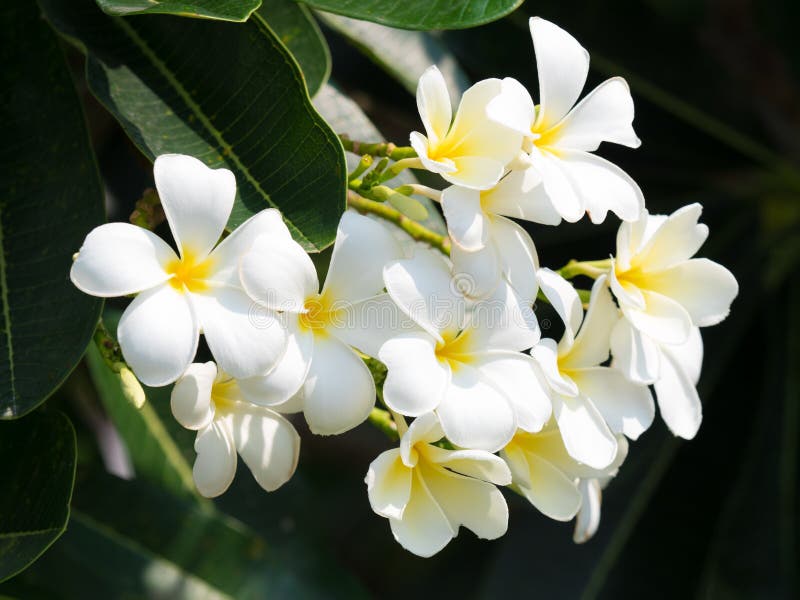 beautiful white plumaria flower on nature royalty free stock photo beautiful white plumaria flower on nature royalty free stock photo