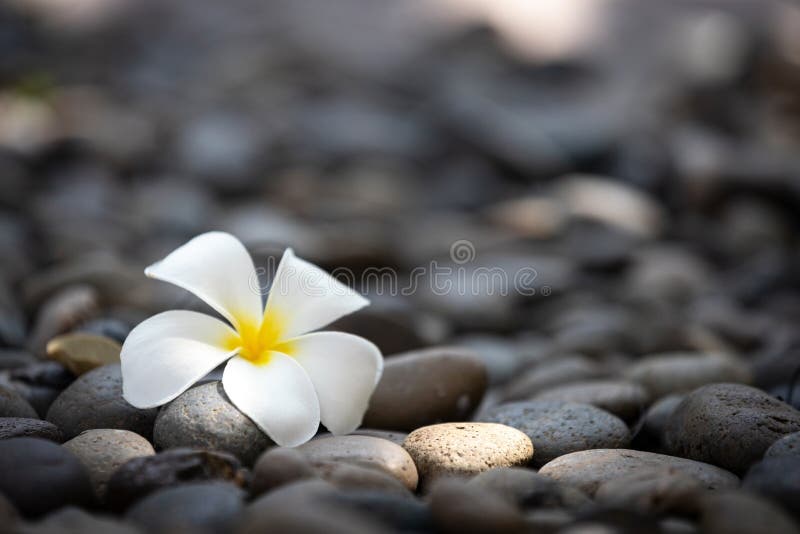 Beautiful white plumeria flower with black or grey spa stones background with soft light of the sun, copy space, spa decoration