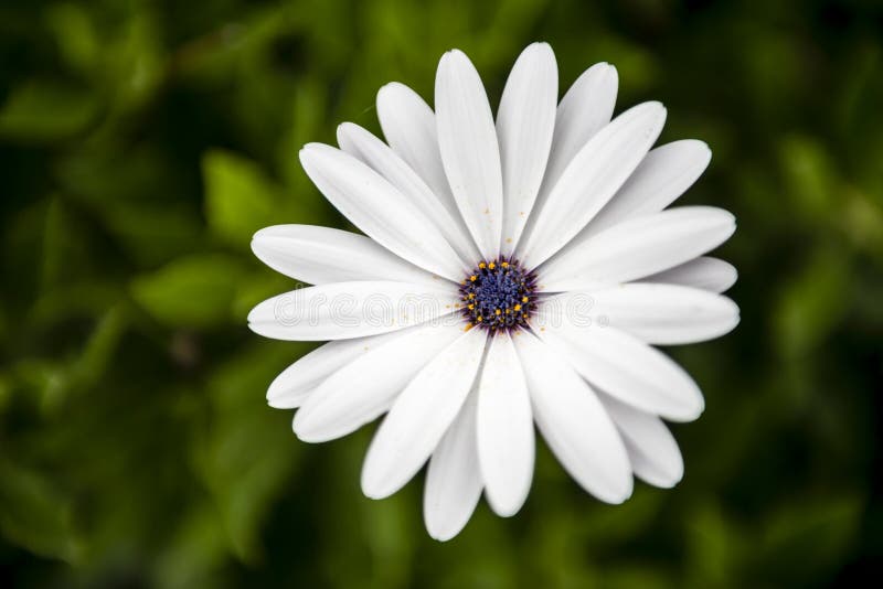 Beautiful white and purple flower in the garden