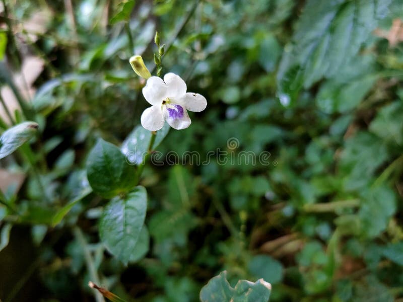 A Beautiful White Purple Tiny Flower Stock Photo Image of grasses