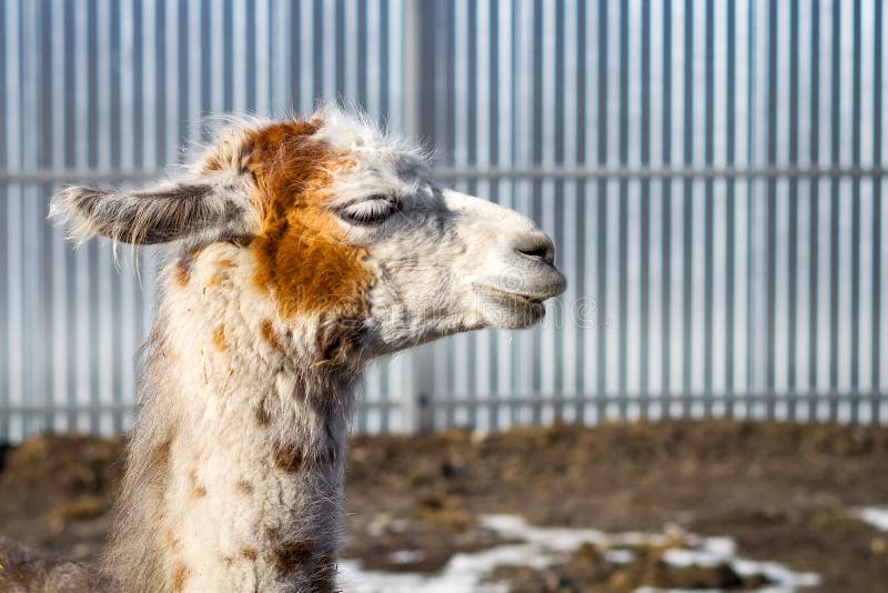Beautiful white-red lama. Close-up. Wild nature. Animals. stock image Beautiful white-red lama. Close-up. Wild nature. Animals. stock image
