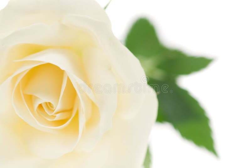 Beautiful white rose royalty free stock photo Beautiful white rose royalty free stock photo