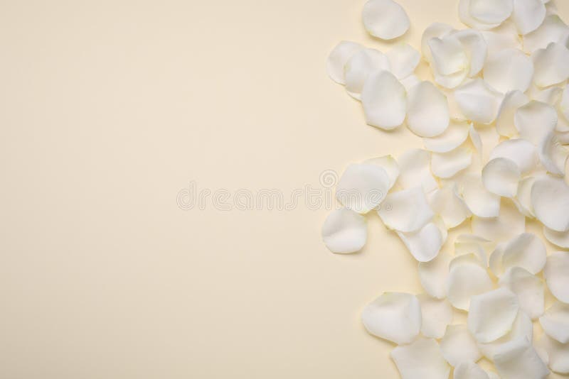 Beautiful White Rose Flower Petals on Beige Background, Flat Lay. Space
