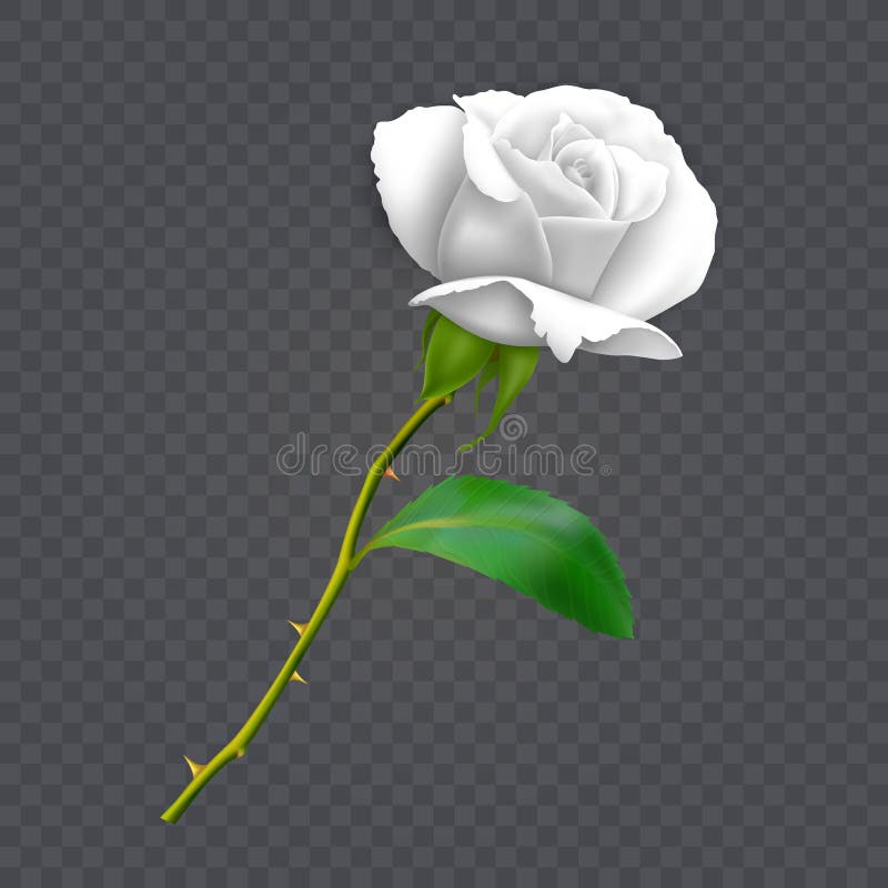 Beautiful white rose on long stem with leaf and thorns isolated on dark background, decoration for your design, photo realistic