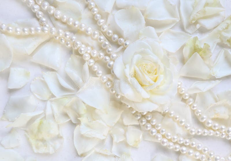 Beautiful white rose with petals and pearl necklace on white background. Ideal for greeting cards for wedding, birthday, Valentine royalty free stock image Beautiful white rose with petals and pearl necklace on white background. Ideal for greeting cards for wedding, birthday, Valentine royalty free stock image