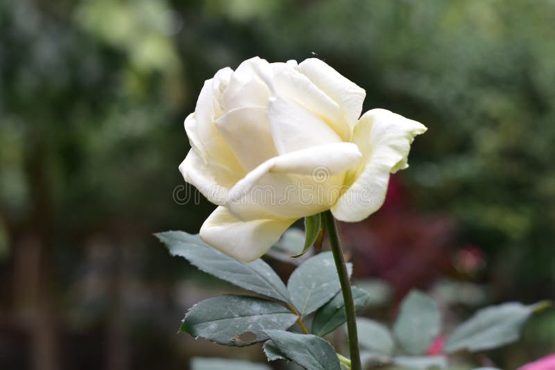 A beautiful White rose which like everyone royalty free stock photo A beautiful White rose which like everyone royalty free stock photo