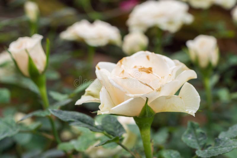 Beautiful White Roses Flower in the Garden Stock Image Image of roses
