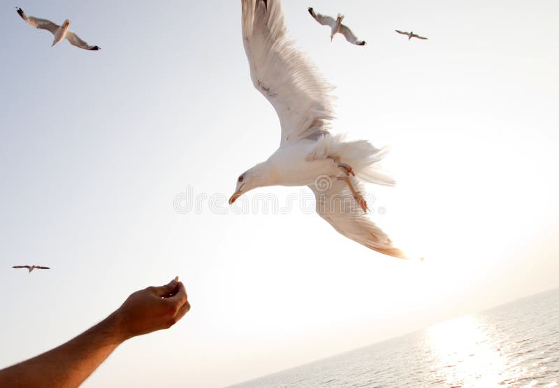Beautiful white seagull