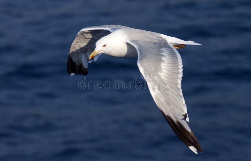 Beautiful white seagull