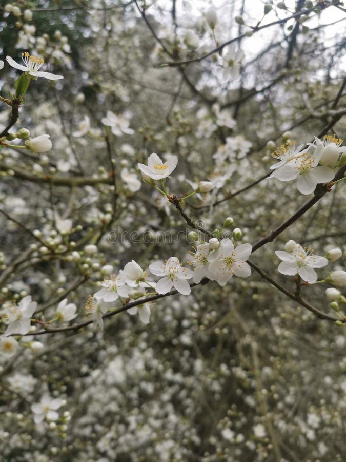 Beautiful White Sloe Plum Tree Flowers Stock Photo Image of flower