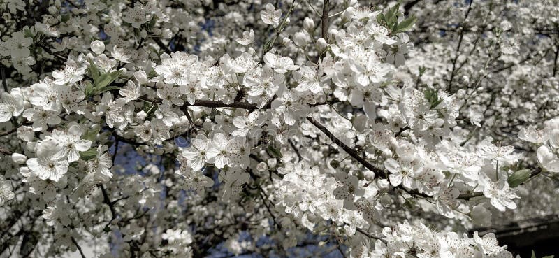 Beautiful White Spring Flowers. Lushly Blooming Cherries, Apricots ...