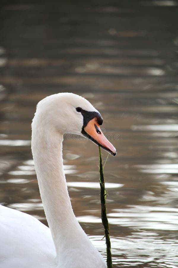 A Beautiful White Swan Eating Lake Grass stock image A Beautiful White Swan Eating Lake Grass stock image