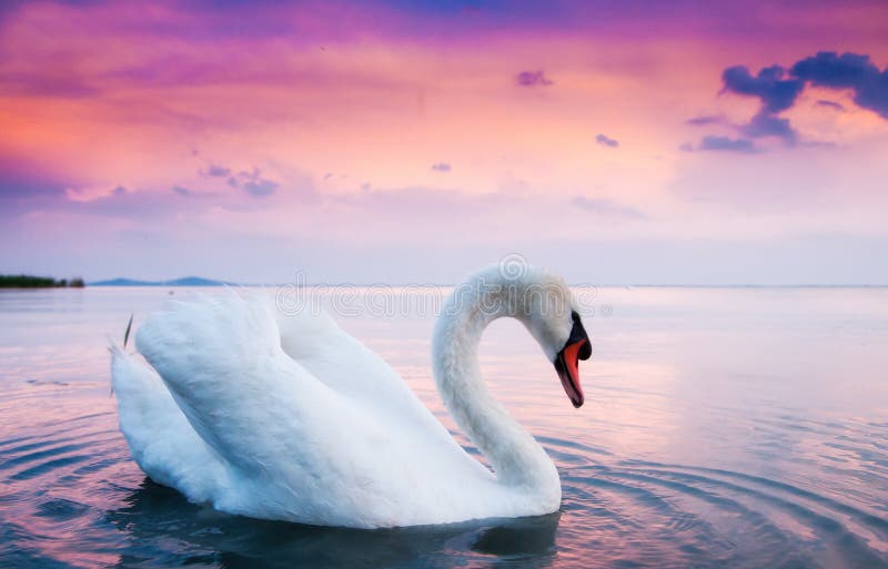 Beautiful white swan