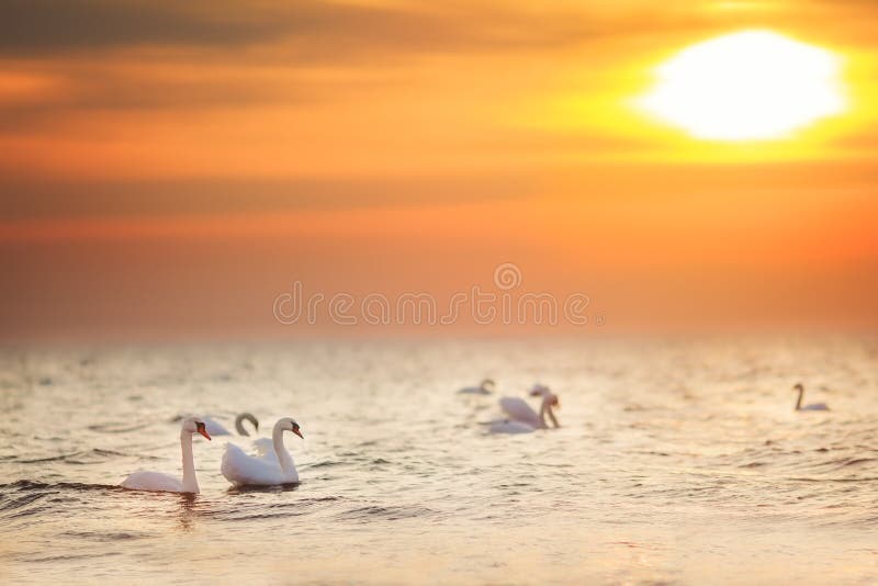 Beautiful white swans swimming in the golden ocean at sunrise