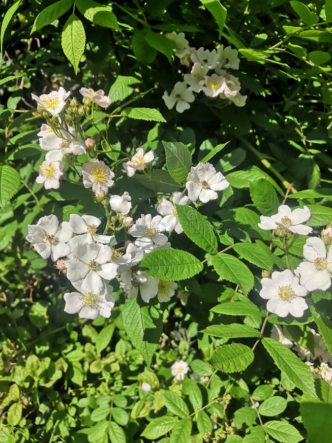 Beautiful White Tea Rose Flowers on the Branch Stock Photo Image of branch, beautiful 278098122