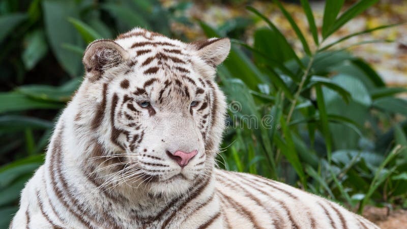 Beautiful White Tiger Lying Down stock image Beautiful White Tiger Lying Down stock image