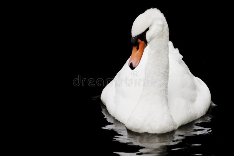 Beautiful white Trumpeter Swan floating on black water background