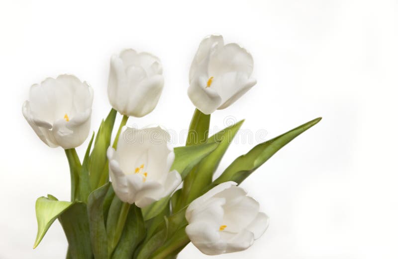 Beautiful white tulips